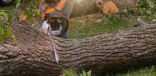 Best Tree Maintenance Programs  in Laflin, PA