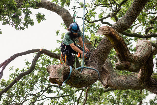 Best Arborist Consultation Services  in Laflin, PA