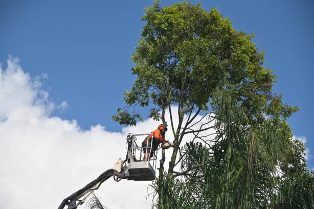 Professional Tree Services in Laflin, PA