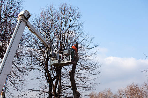 Best Tree Risk Assessment  in Laflin, PA